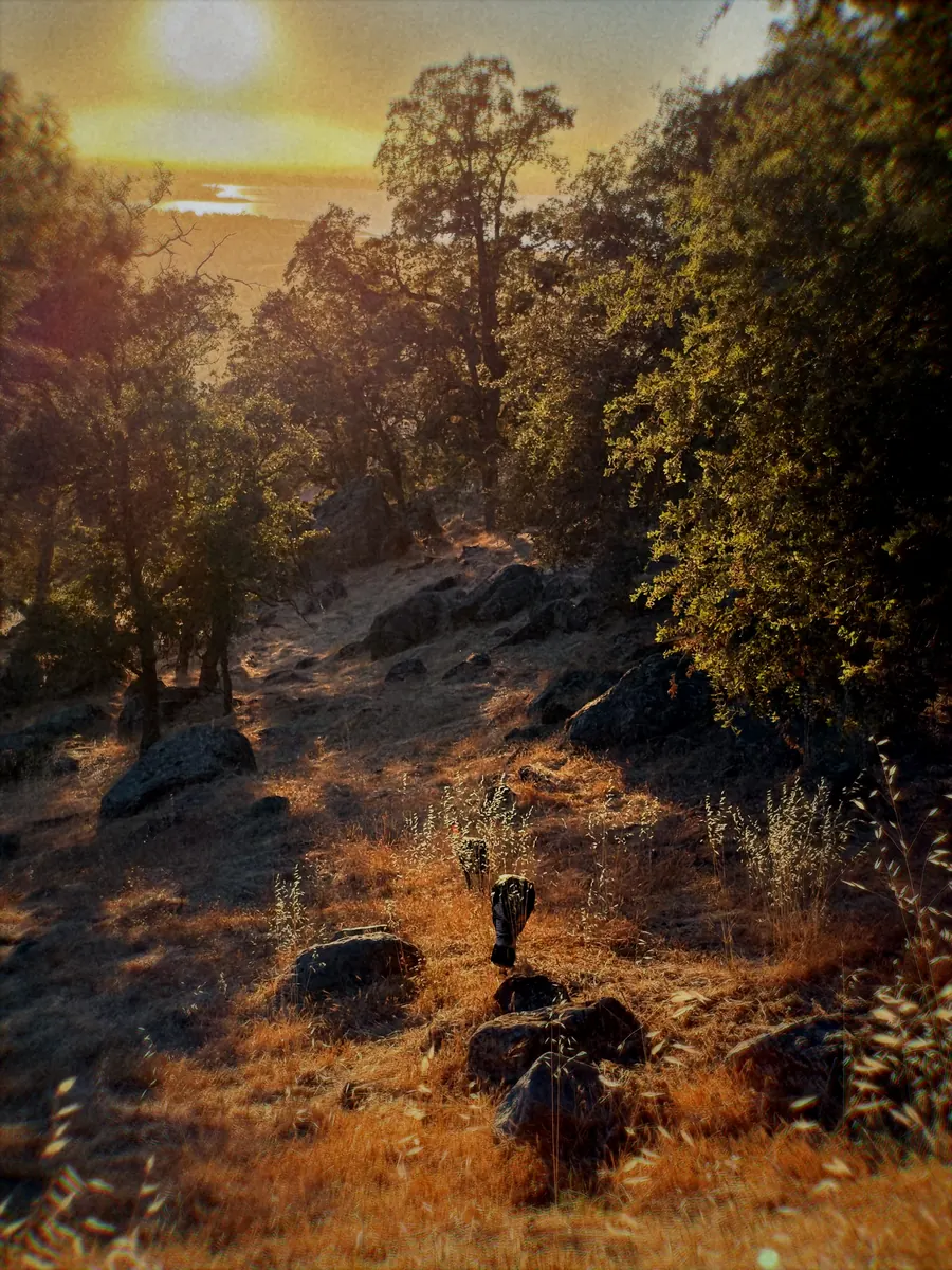 Oaks on a dry hillside with the sun low behind them